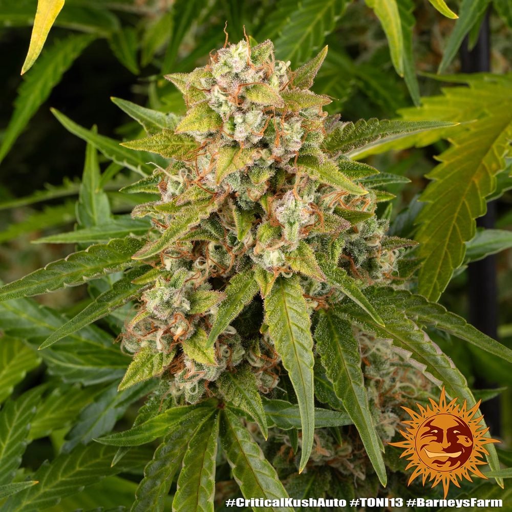 Barneys Farm Critical Kush Auto 9