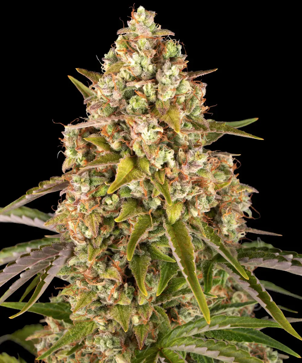 Barneys Farm Critical Kush Auto