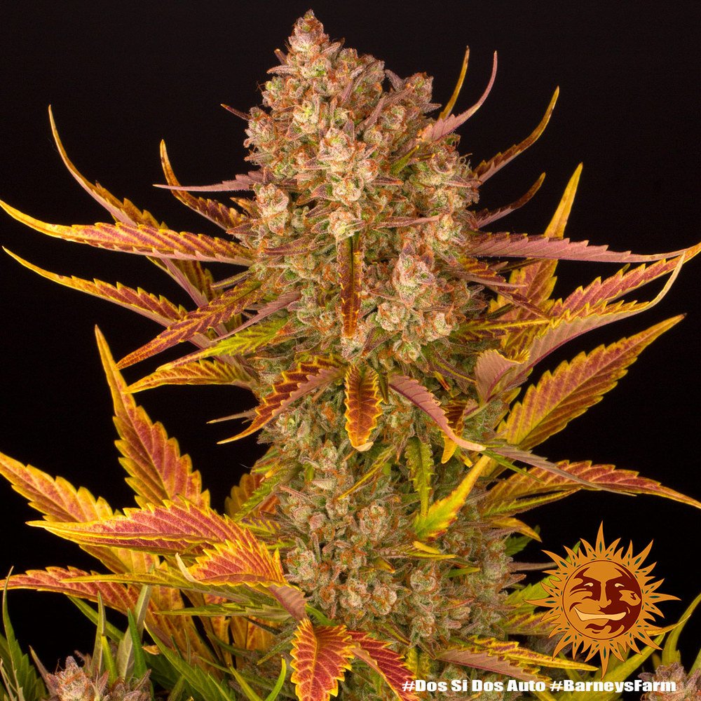 Barneys Farm Dos Si Dos Auto 5