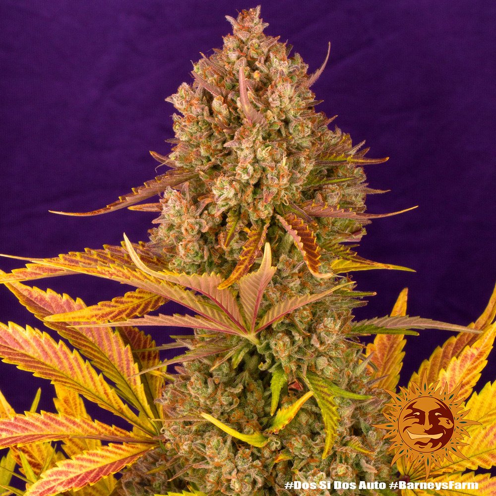 Barneys Farm Dos Si Dos Auto 9