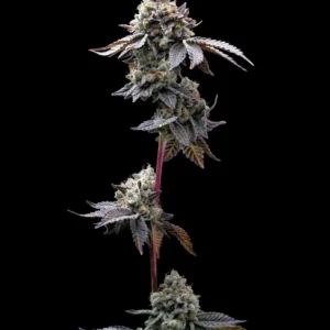 Barneys Farm GMO Cookies 3er Pack + 3er Giftpack Gratis dazu