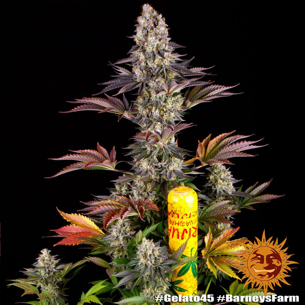 Barneys Farm Gelato 45 3