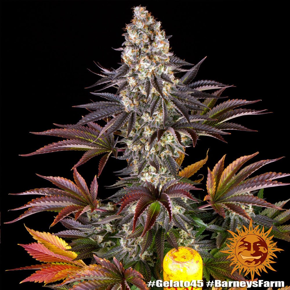 Barneys Farm Gelato 45 4