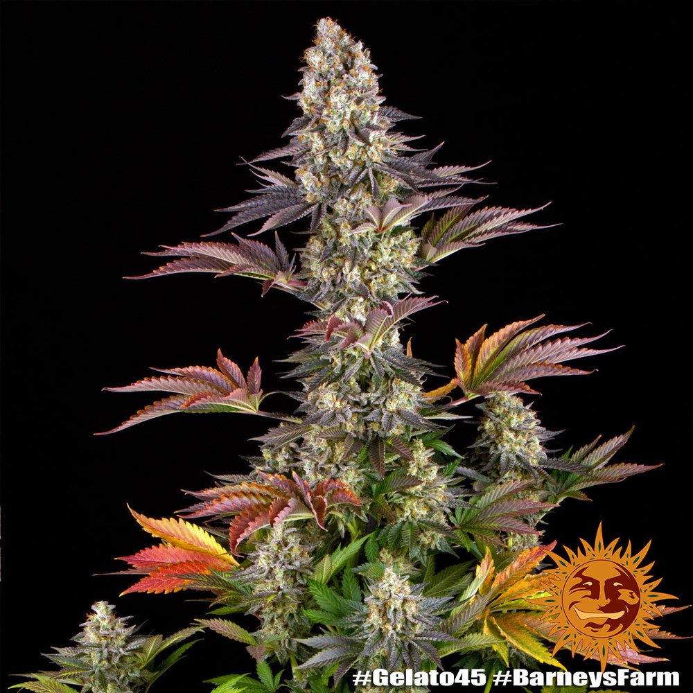 Barneys Farm Gelato 45 5