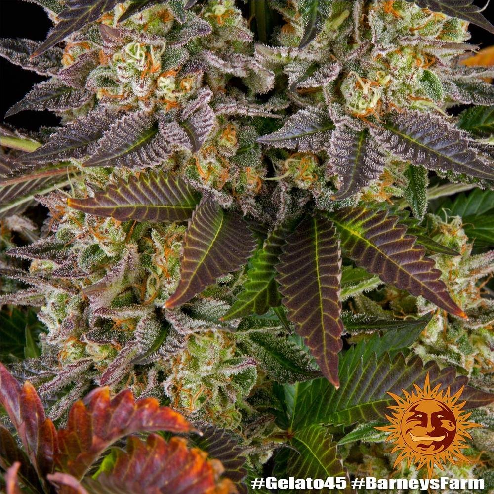 Barneys Farm Gelato 45 7