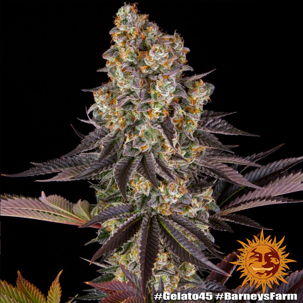 Barneys Farm Gelato 45 9