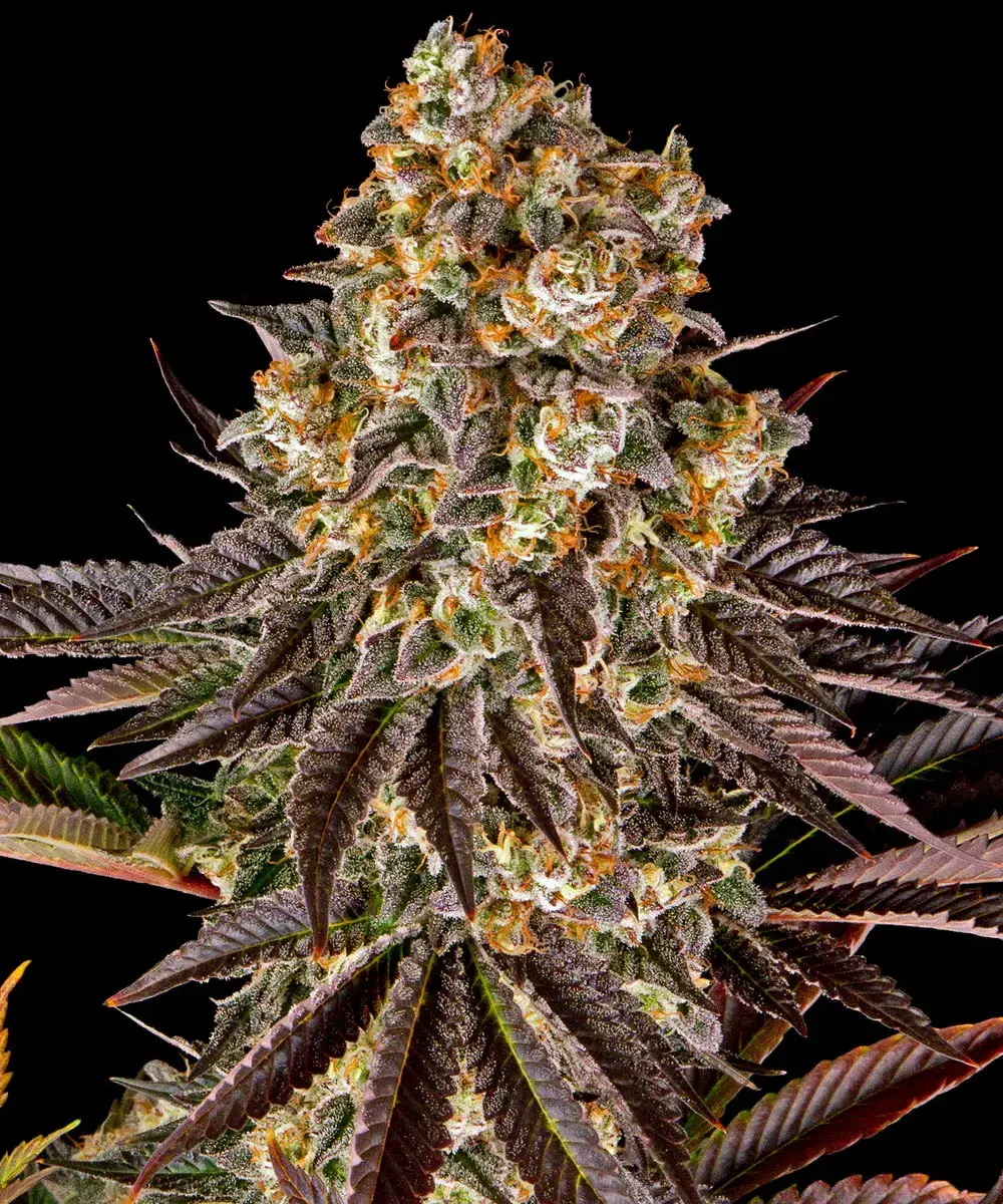 Barneys Farm Gelato 45