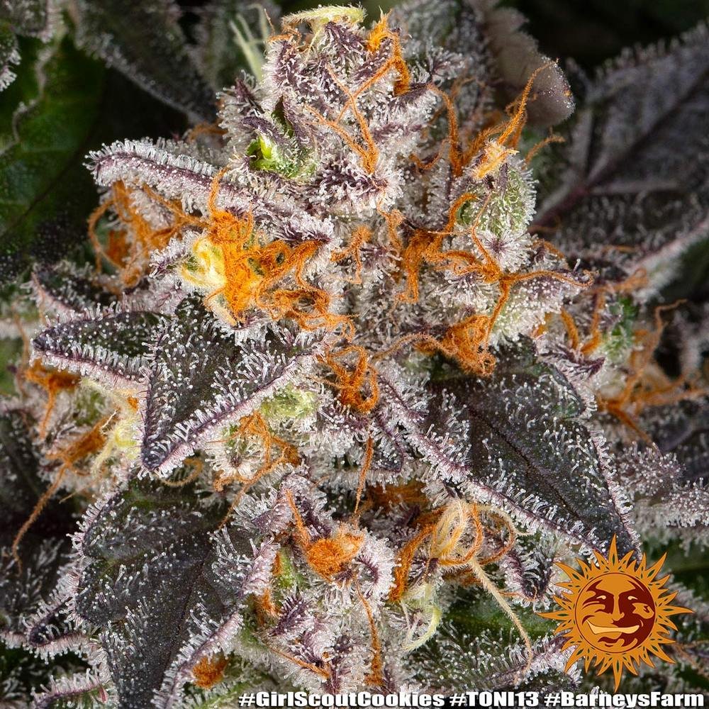 Barneys Farm Girl Scout Cookies 4