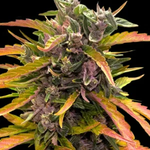 Barneys Farm Gorilla Glue Auto (GG4) 3er Pack + 3er Giftpack gratis