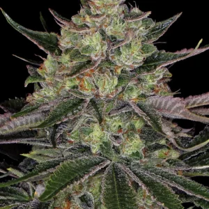 Barneys Farm Gorilla Zkittlez