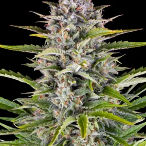 Barneys Farm Gorilla Zkittlez Auto