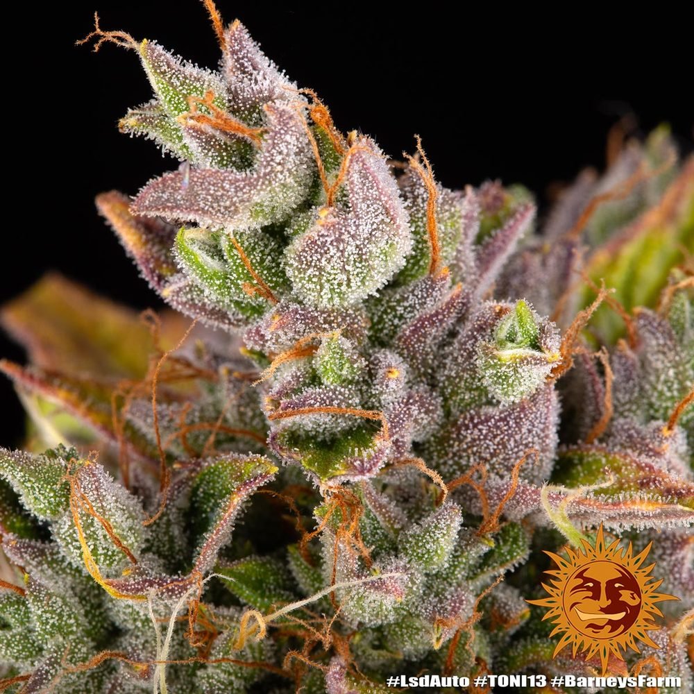 Barneys Farm LSD Auto 3