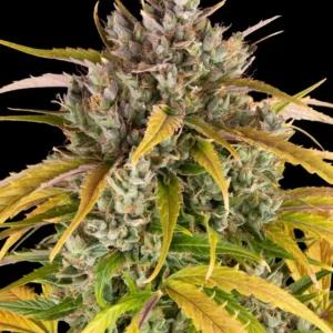 Barneys Farm LSD Auto 3er Pack + 3er Giftpack Gratis dazu