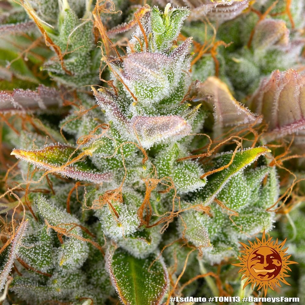 Barneys Farm LSD Auto 6