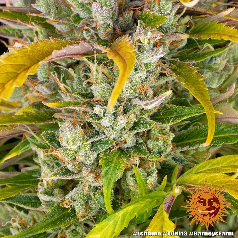 Barneys Farm LSD Auto 9