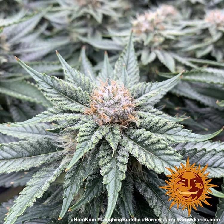Barneys Farm Laughing Buddha 5