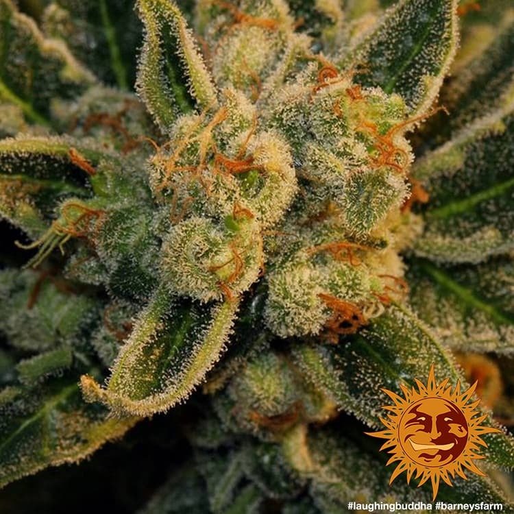 Barneys Farm Laughing Buddha 6
