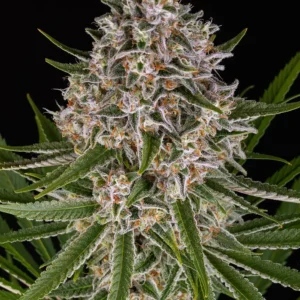 Barneys Farm Lemon Haze Auto 3er Pack + 3er Gift Pack gratis