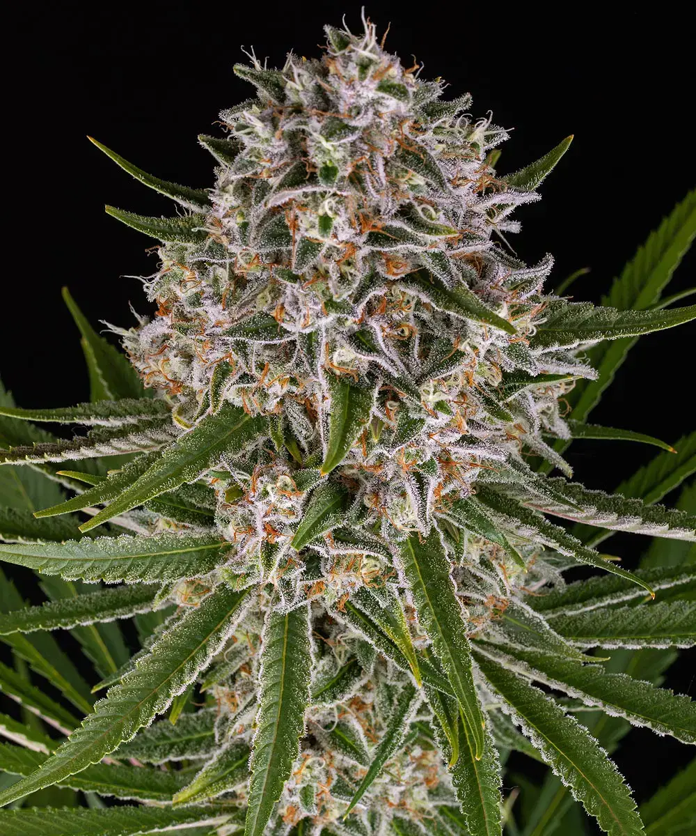 Barneys Farm Lemon Haze Auto