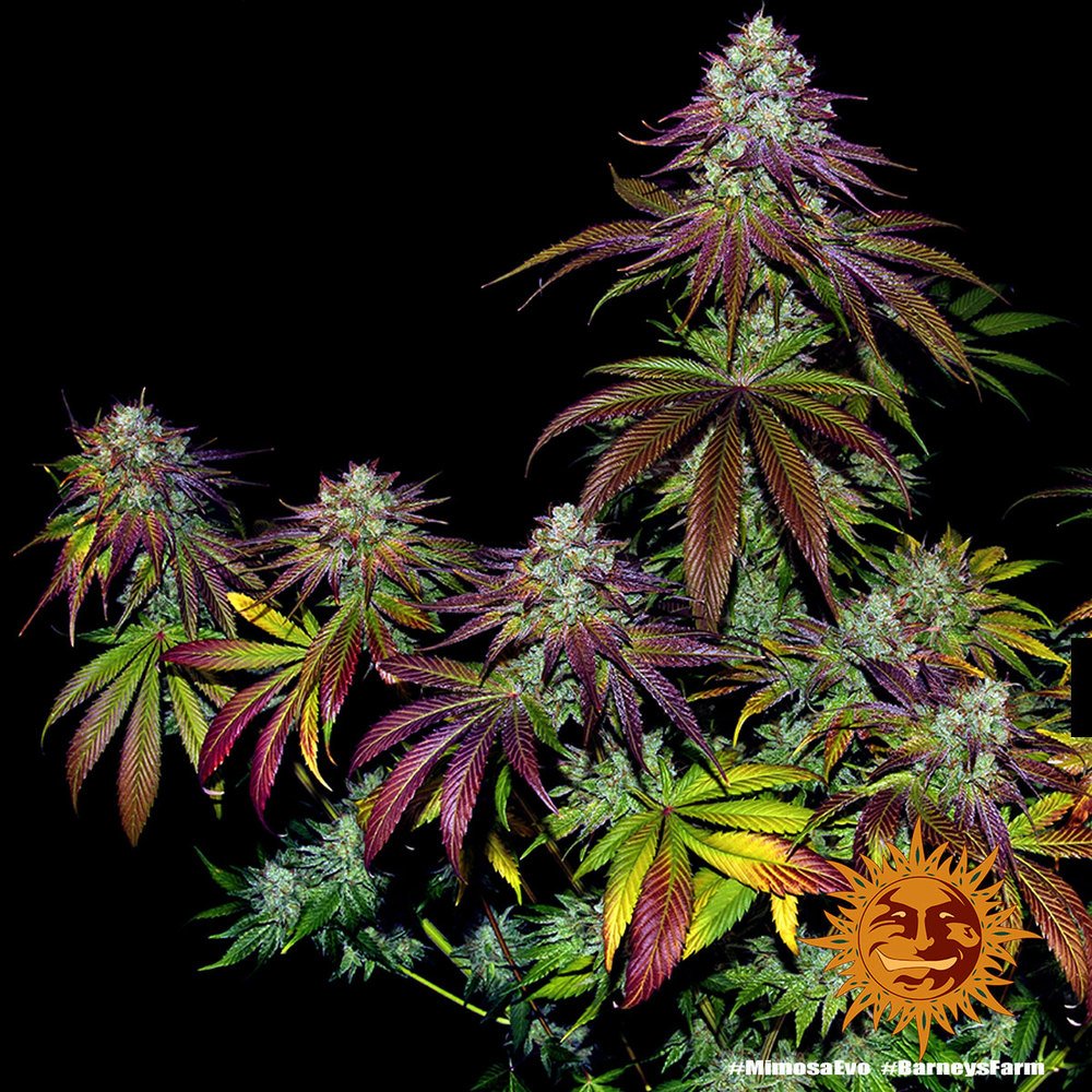 Barneys Farm Mimosa EVO 10