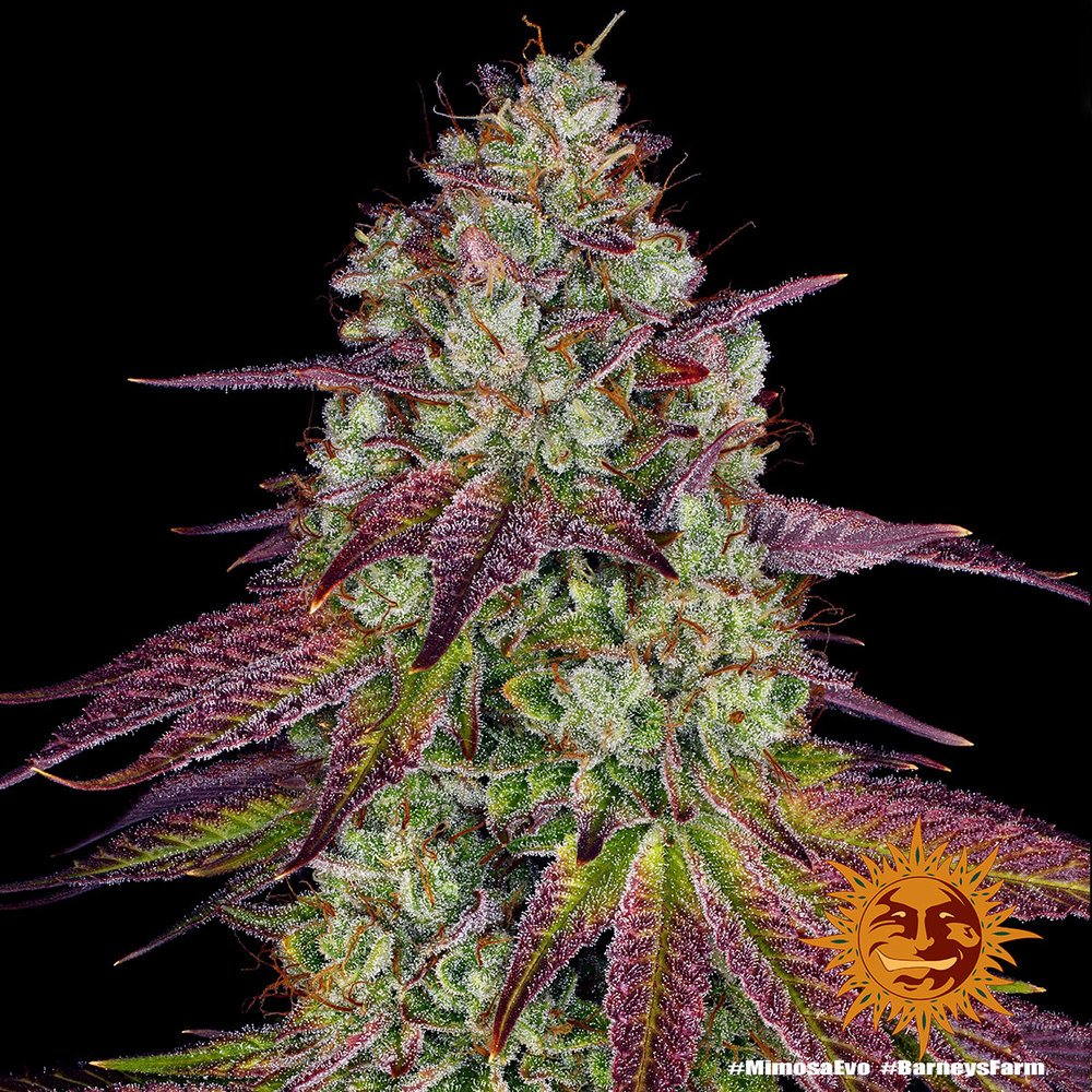 Barneys Farm Mimosa EVO 2