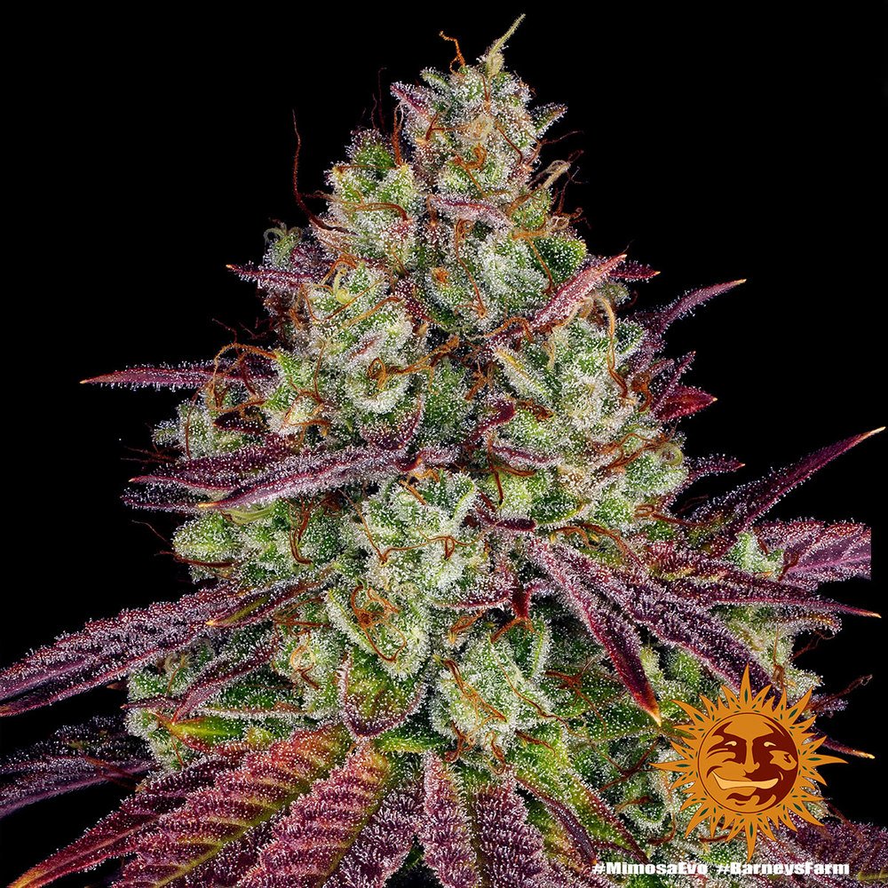 Barneys Farm Mimosa EVO 3