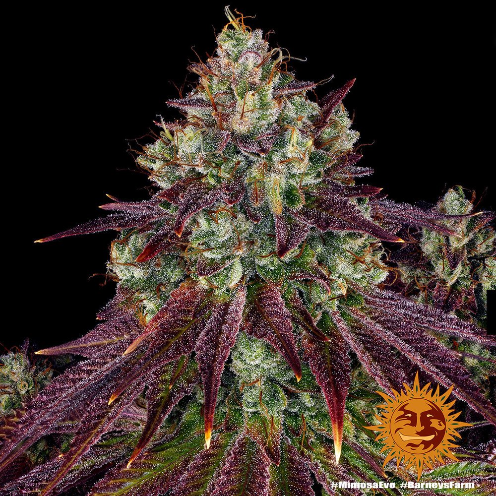 Barneys Farm Mimosa EVO 4
