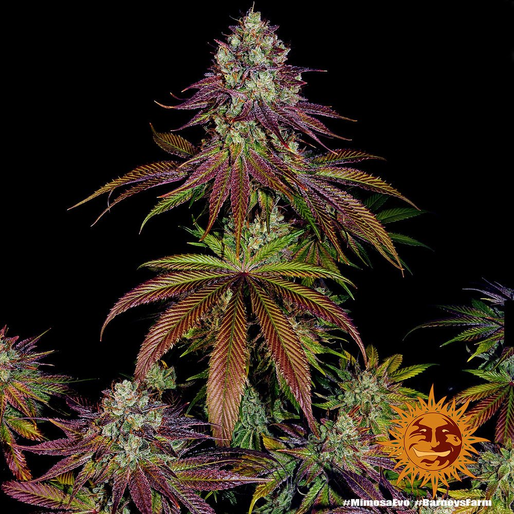 Barneys Farm Mimosa EVO 7