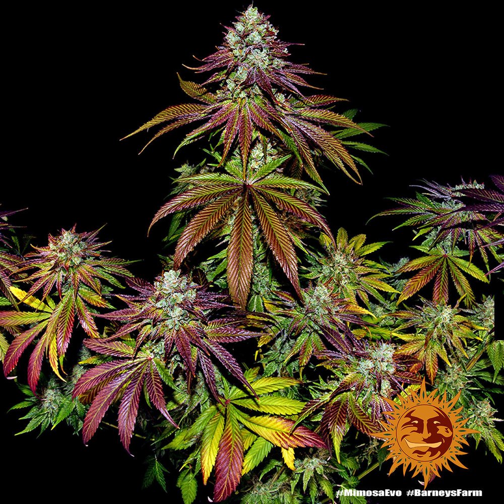 Barneys Farm Mimosa EVO 9