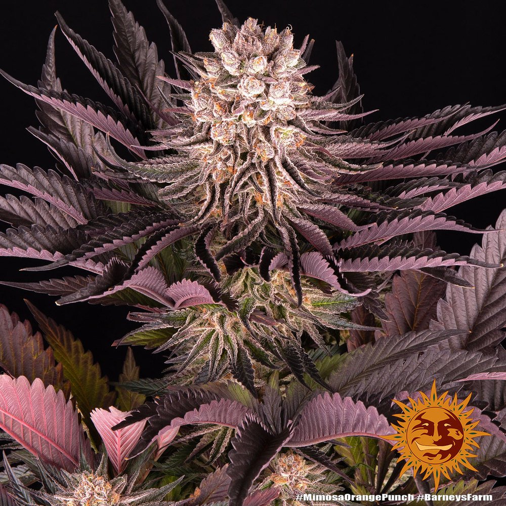 Barneys Farm Mimosa x Orange Punch 10