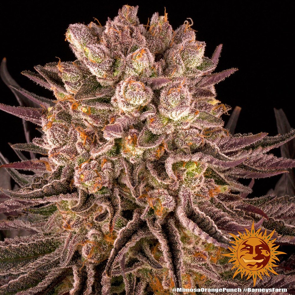 Barneys Farm Mimosa x Orange Punch 3