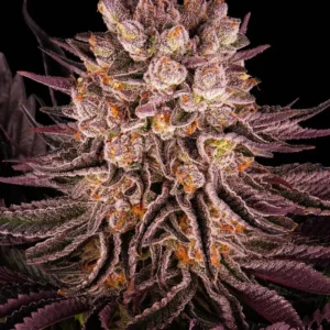 Barneys Farm Mimosa x Orange Punch 3er Pack + 3er Giftpack Gratis dazu