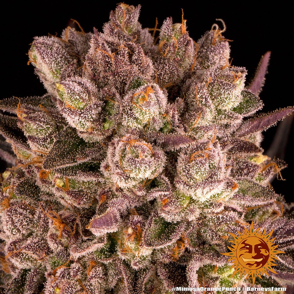 Barneys Farm Mimosa x Orange Punch 4