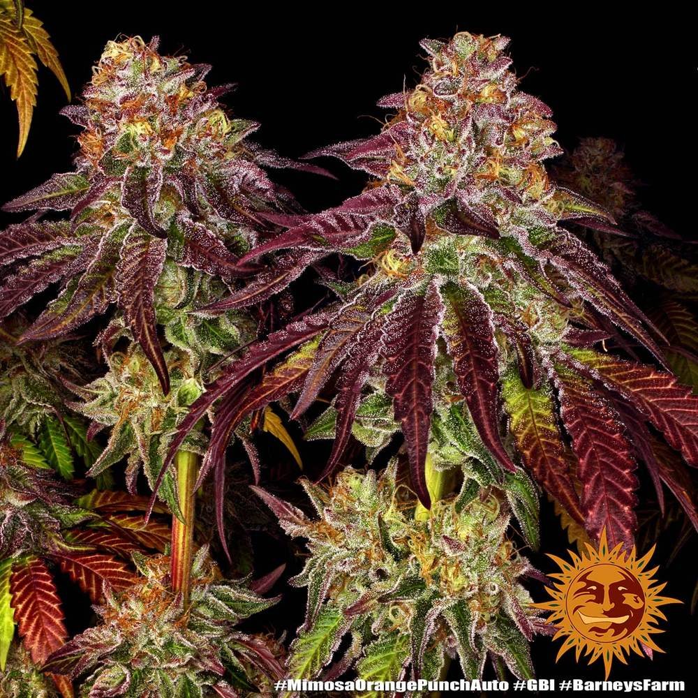 Barneys Farm Mimosa x Orange Punch Auto 2