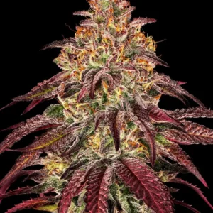 Barneys Farm Mimosa x Orange Punch Auto 3er Pack + 3er Gift Pack gratis