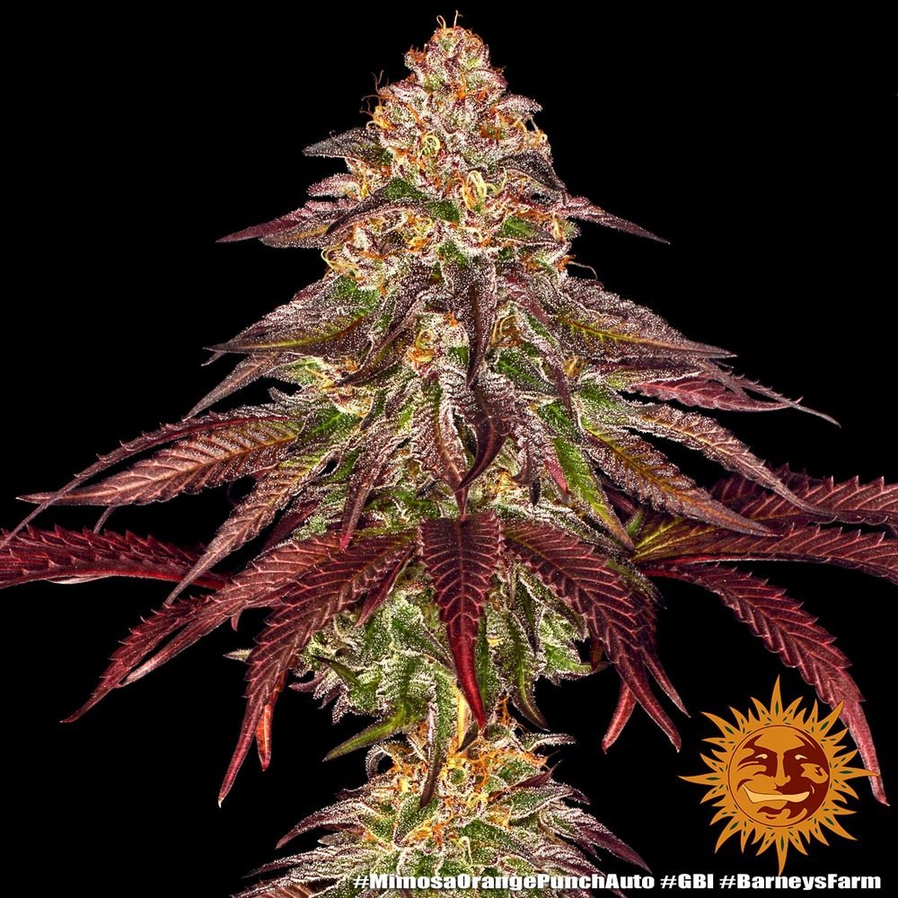 Barneys Farm Mimosa x Orange Punch Auto 4