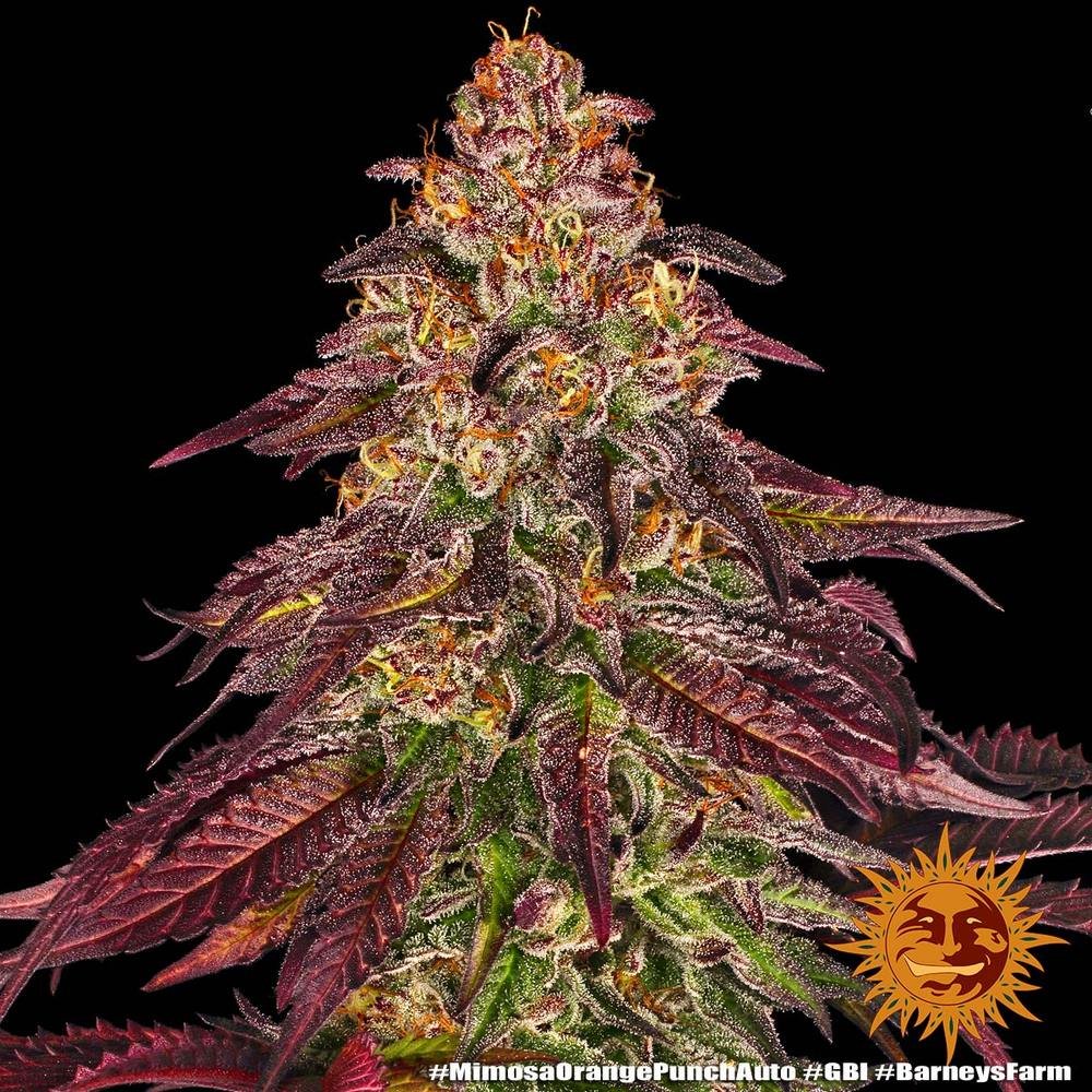 Barneys Farm Mimosa x Orange Punch Auto 6