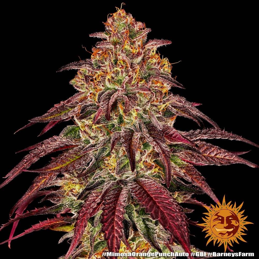 Barneys Farm Mimosa x Orange Punch Auto 7