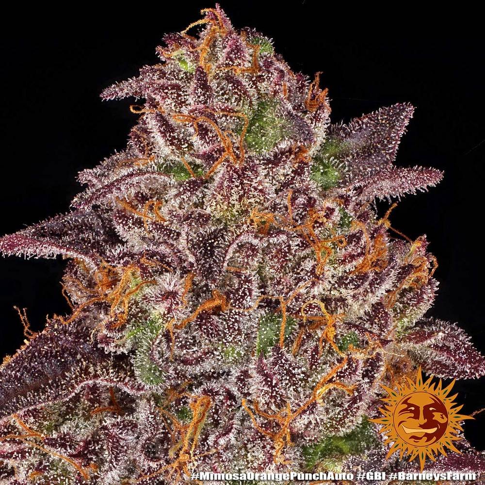 Barneys Farm Mimosa x Orange Punch Auto 8