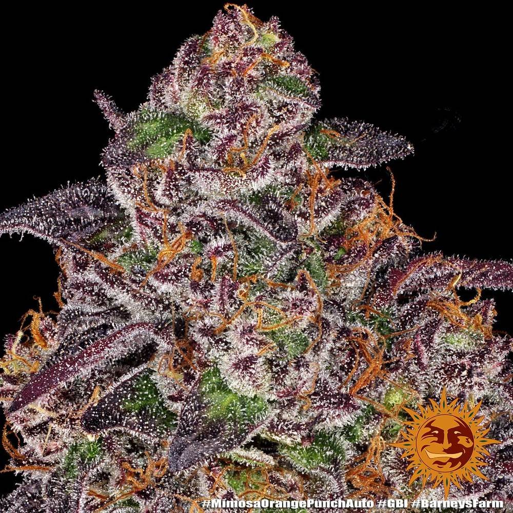 Barneys Farm Mimosa x Orange Punch Auto 9