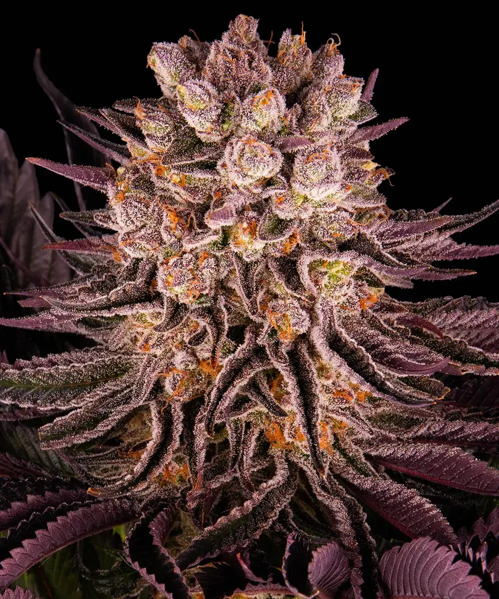 Barneys Farm Mimosa x Orange Punch