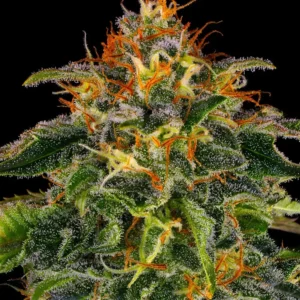 Barneys Farm Moby Dick 3er Pack + 3er Giftpack Gratis dazu
