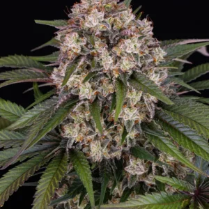 Barneys Farm OG Kush Auto 3er Pack + 3er Giftpack Gratis dazu