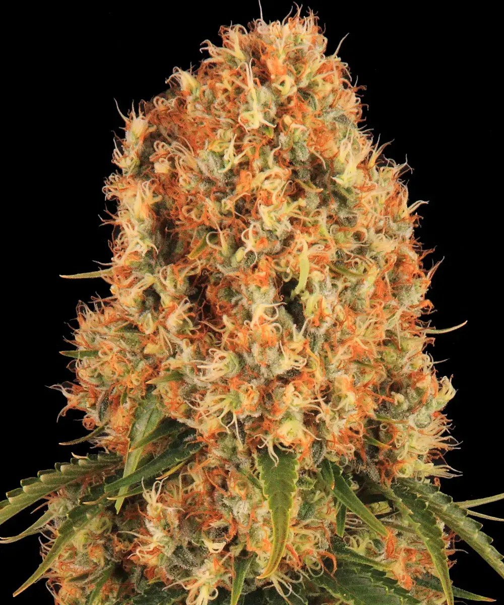 Barneys Farm Orange Sherbert