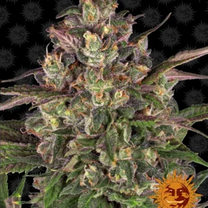 Barneys Farm Peyote Critical