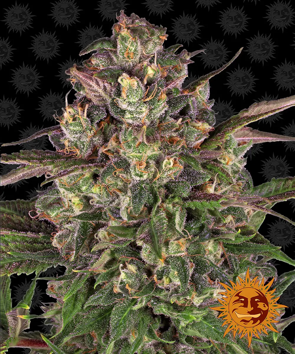 Barneys Farm Peyote Critical