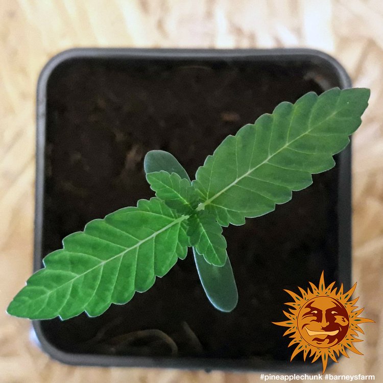 Barneys Farm Pineapple Chunk 3