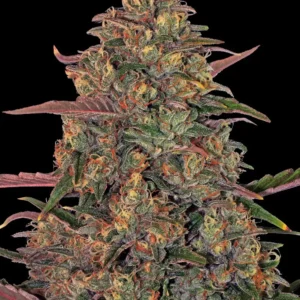 Barneys Farm Pineapple Chunk 3er Pack + 3er Gift Pack gratis