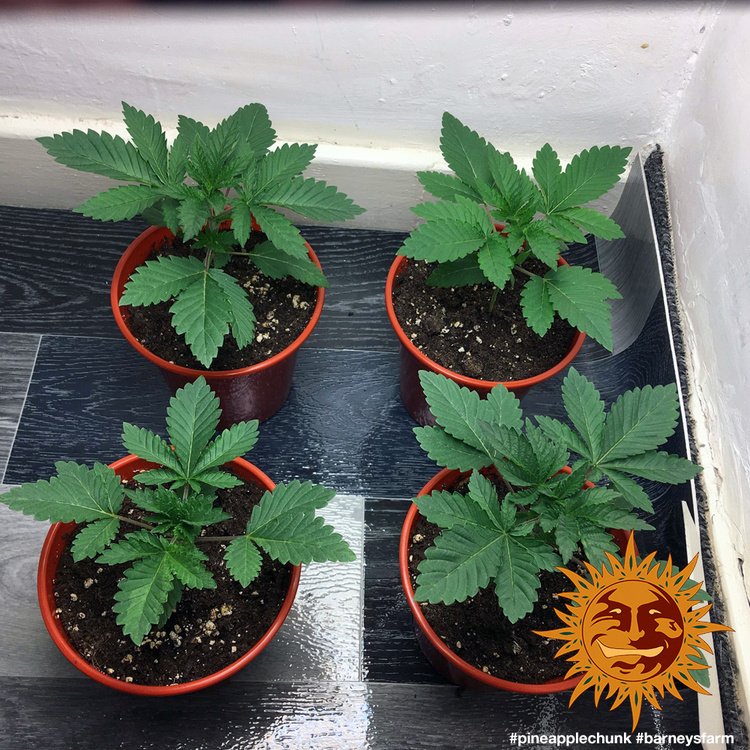 Barneys Farm Pineapple Chunk 4