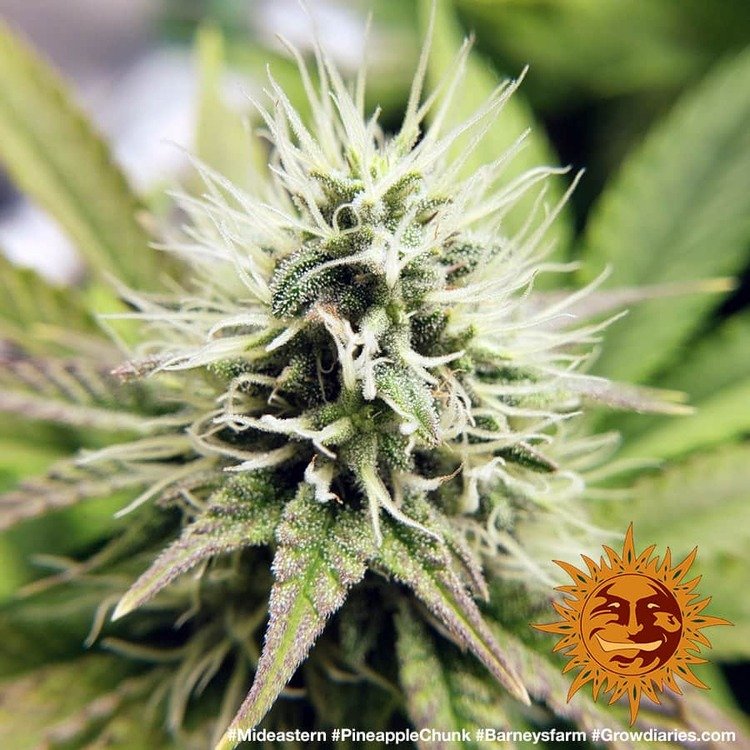 Barneys Farm Pineapple Chunk 6